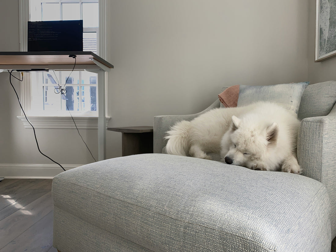 Why Modern Dogs Need More Than Just Cute Products