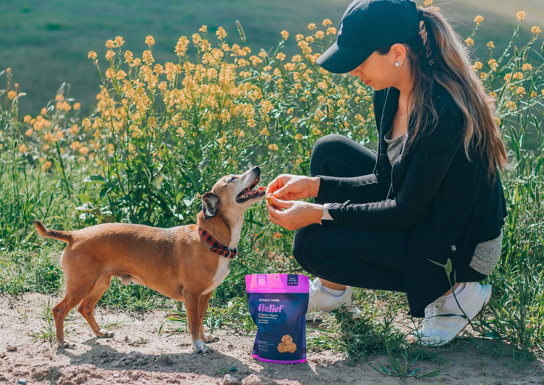 How to Store Pet Treats Properly