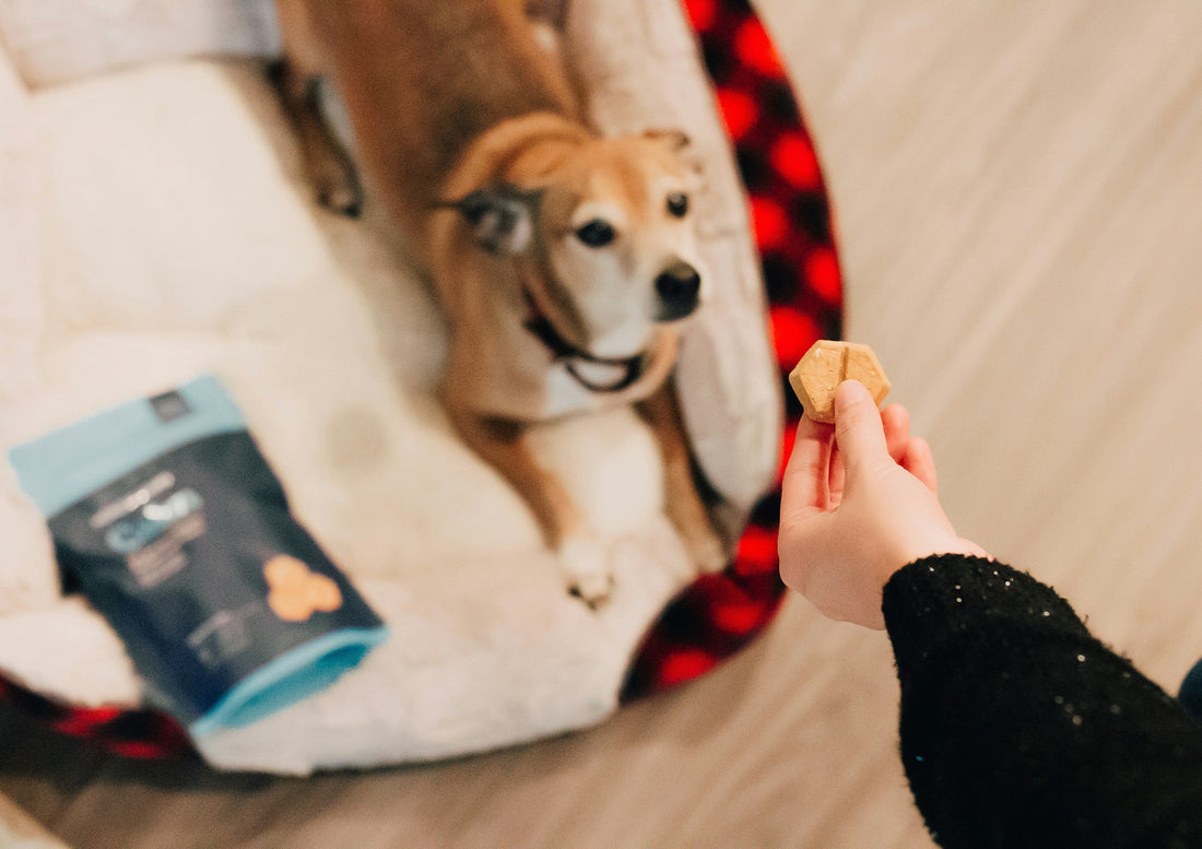 Best Natural Treats for Dogs and Cats