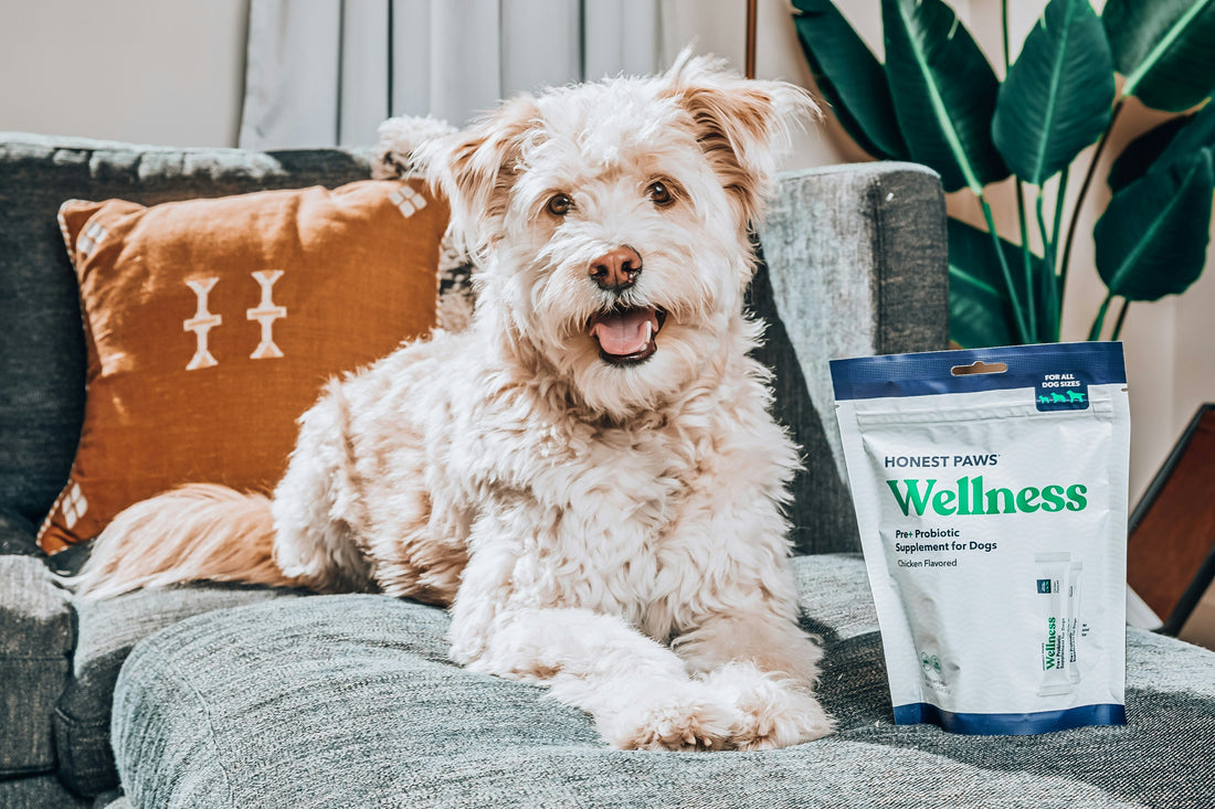 Upgrade Your Pet’s Life with Better Treats Today