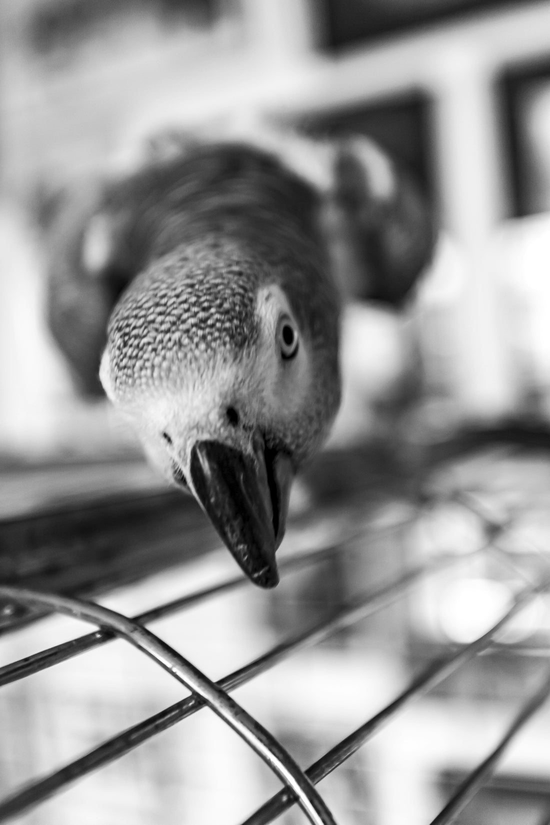 Common Feeding Mistakes Bird Owners Make