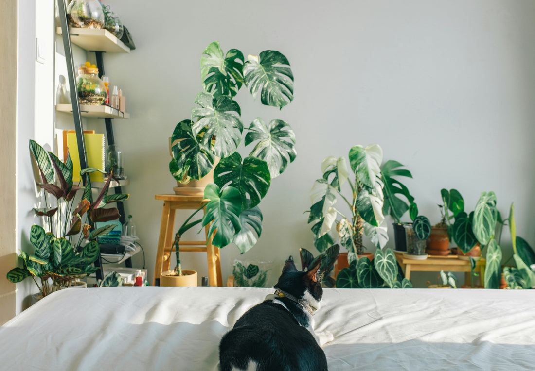 Sustainable Pet Products: A Greener Future 🌱🐕