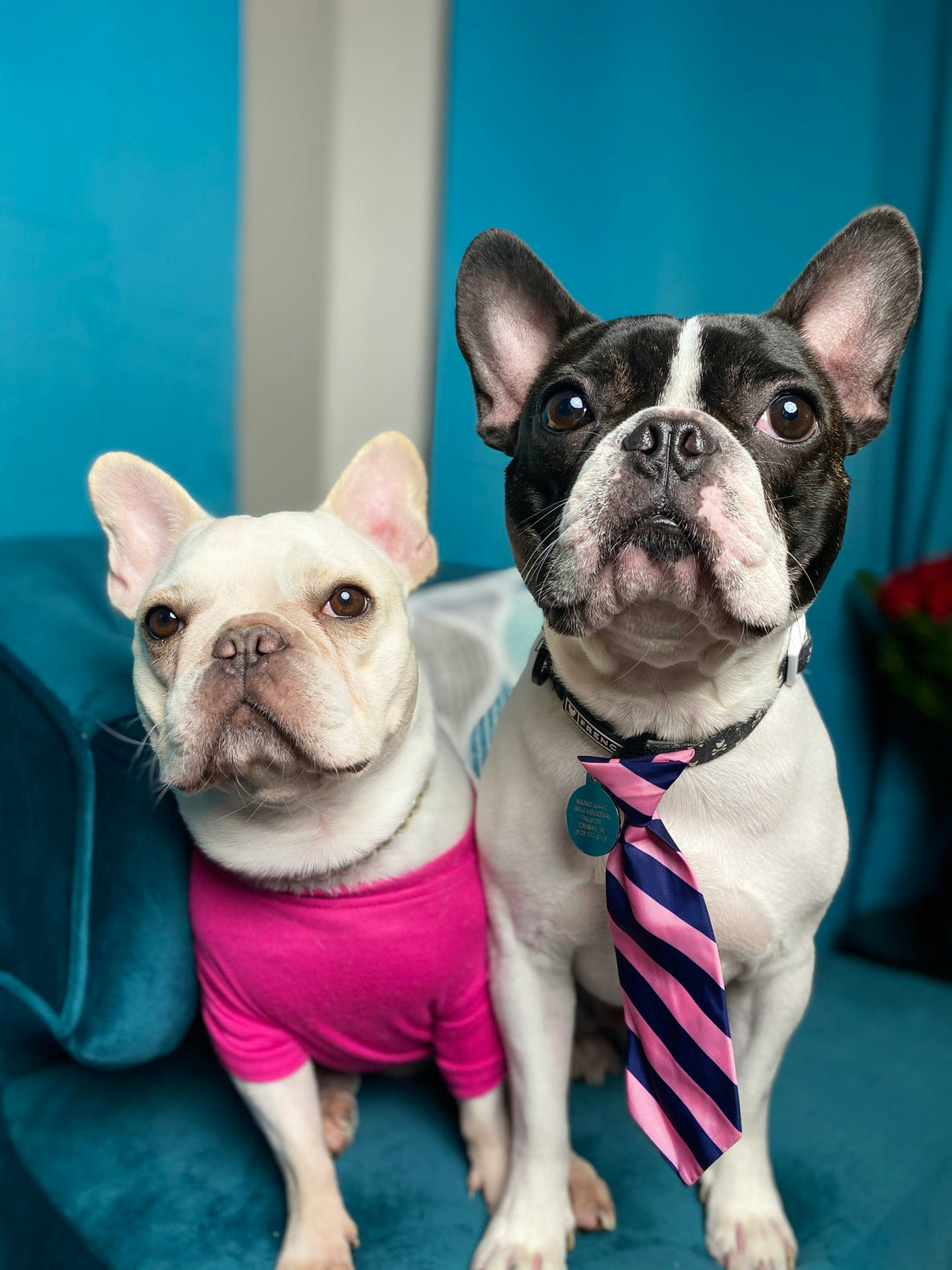 Must-Have Pet Products for Busy Owners
