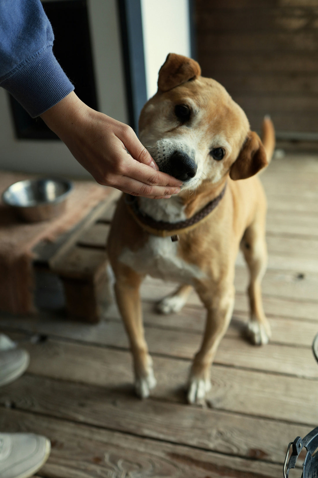 Common Mistakes Cat Owners Make