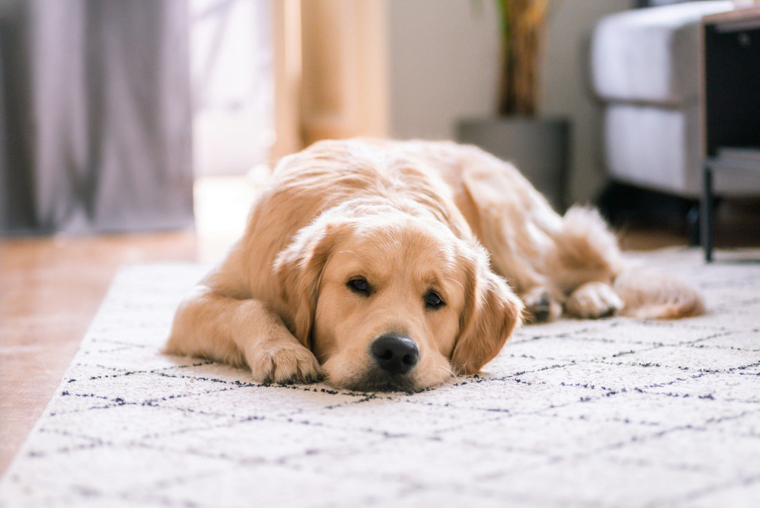 How Chew Toys Support Healthy Dog Behavior