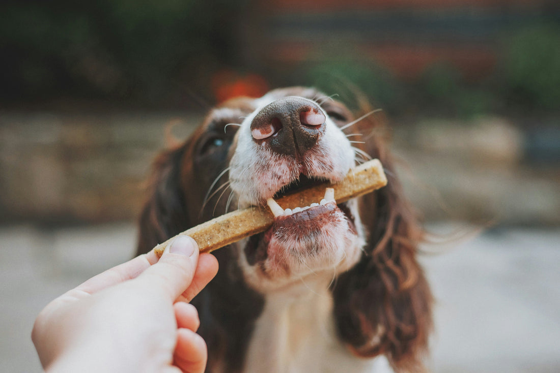 10 Ingredients to Avoid in Pet Treats