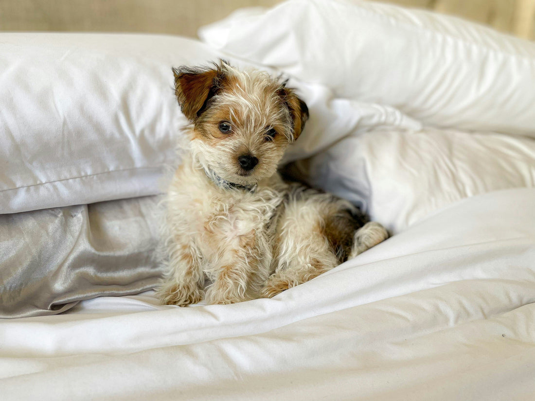 How to Choose Dog Essentials That Last