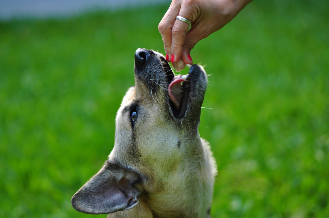 Must-Have Treats Every Pet Owner Needs