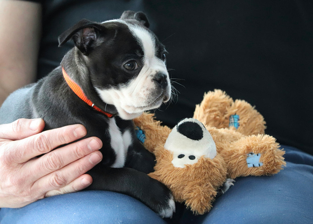 Interactive Toys: Keeping Pets Happy and Healthy 🎾🐾