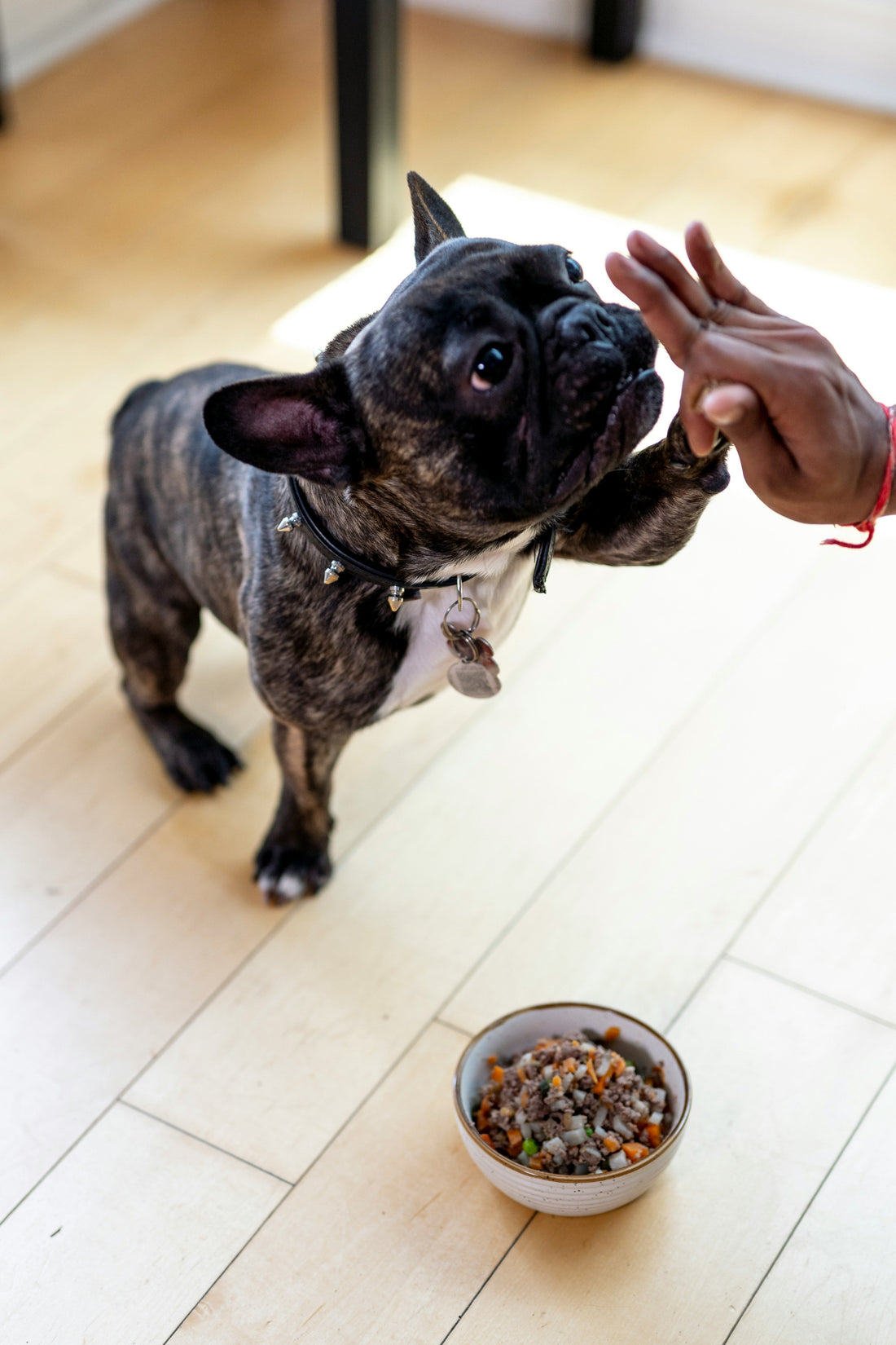 How to Use Treats for Better Pet Behavior