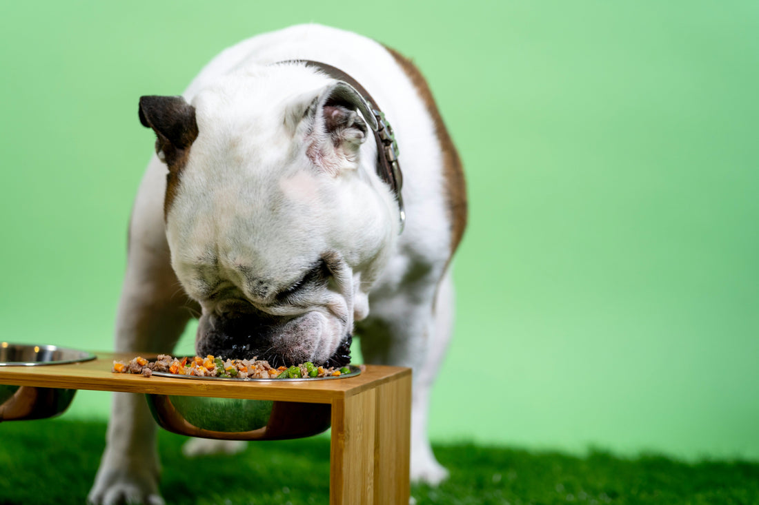 How to Build a Daily Routine for Your Dog