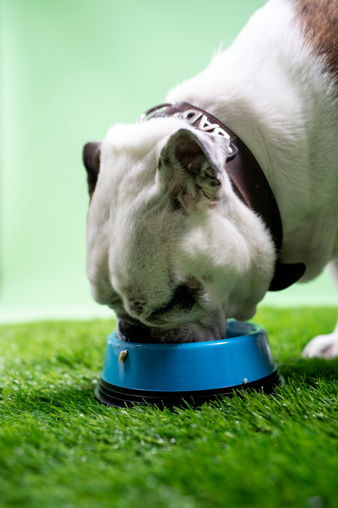 Choosing the Right Dog Bed for Comfort
