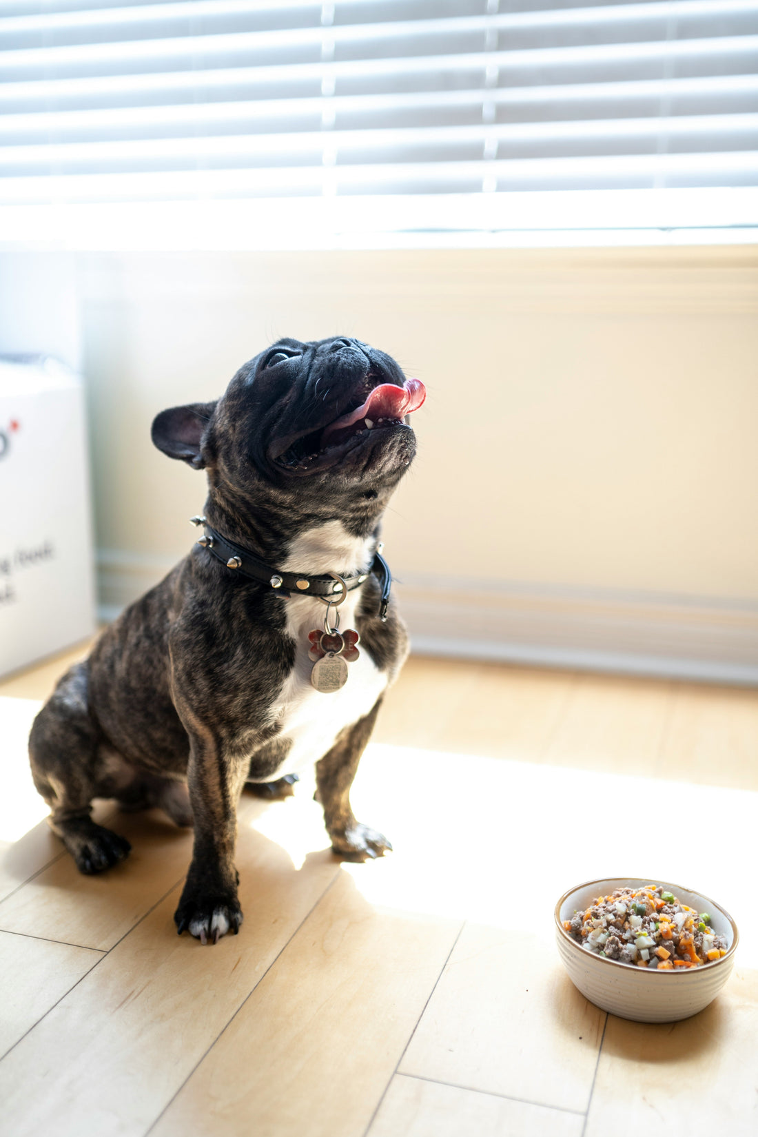 How to Reduce Separation Anxiety in Dogs