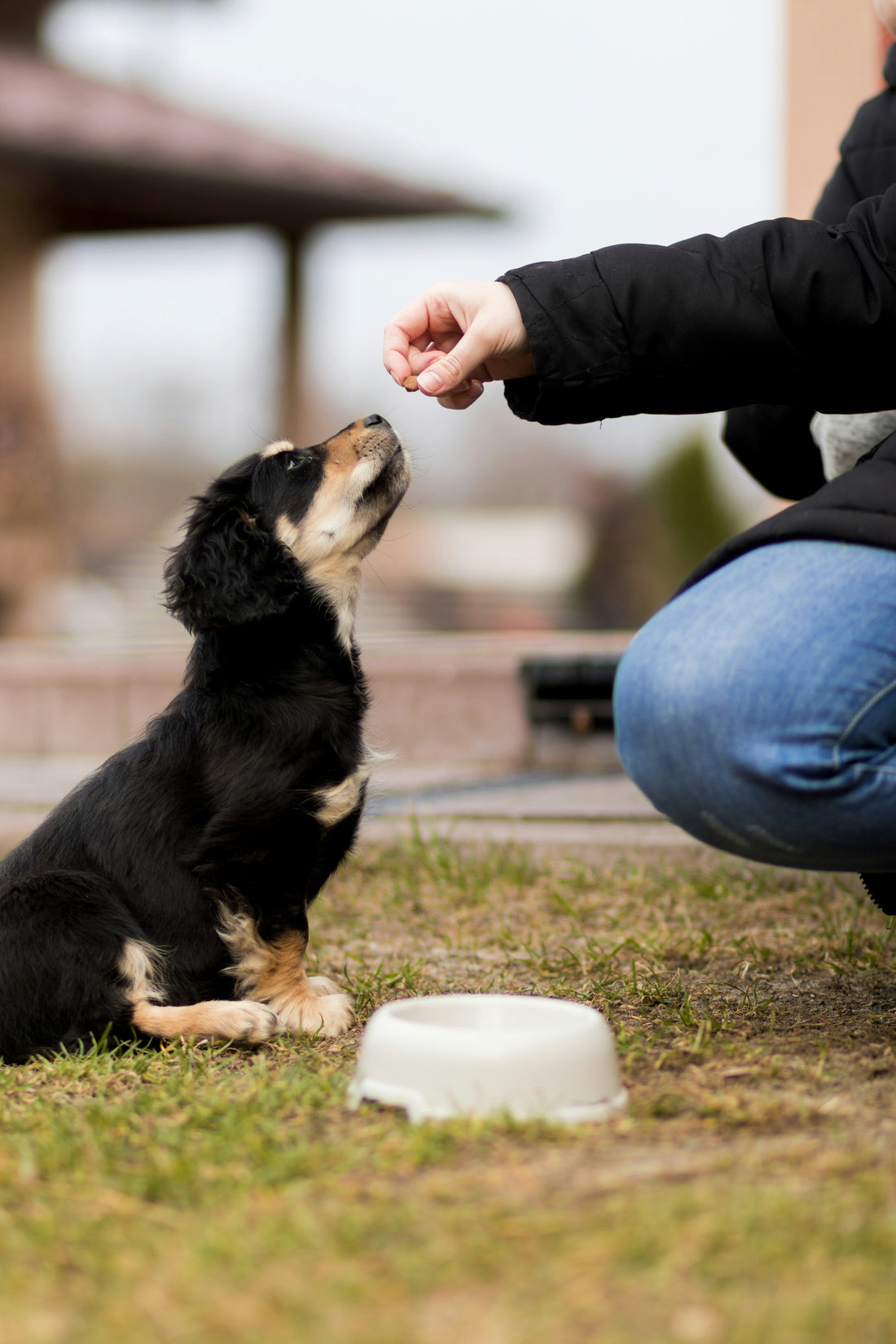 How to Pick Treats for Sensitive Pets