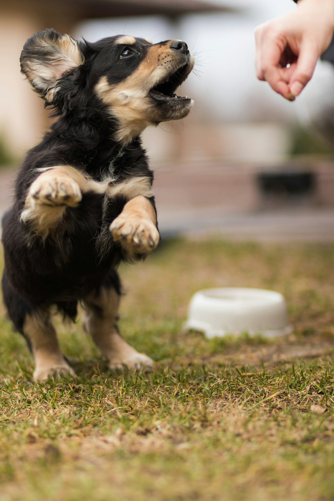 How to Transition Your Dog to a New Food