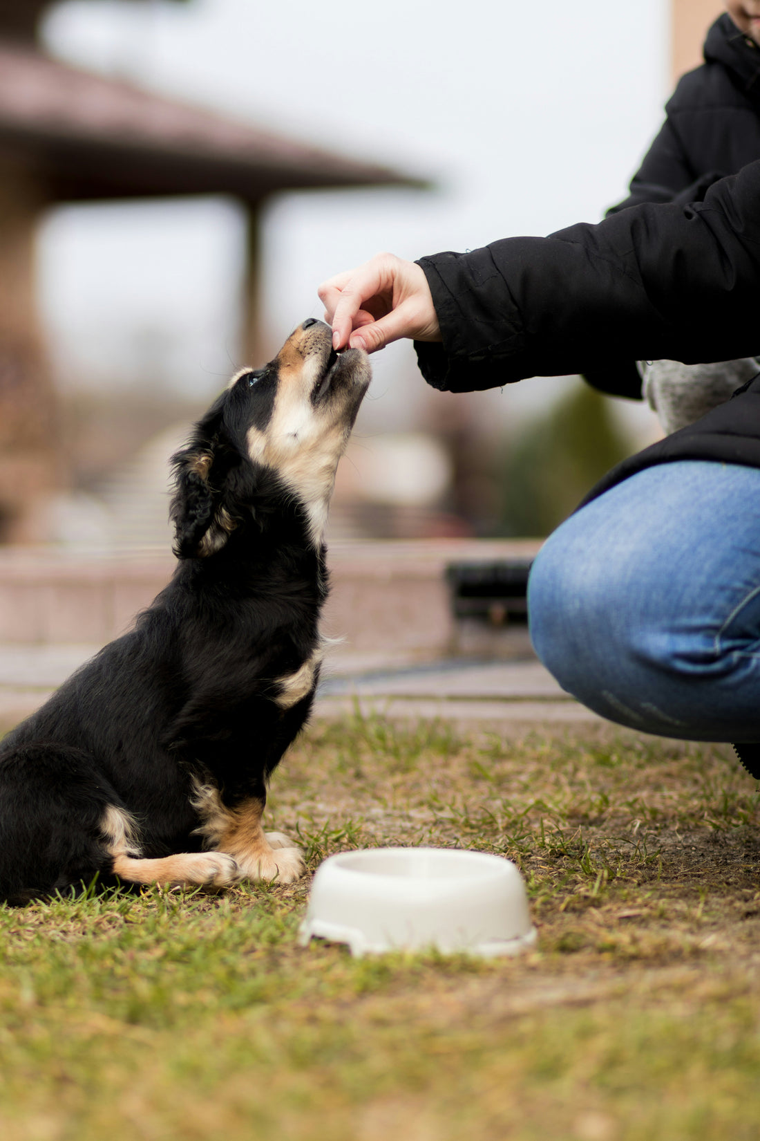Best Grooming Habits for Healthy Dogs