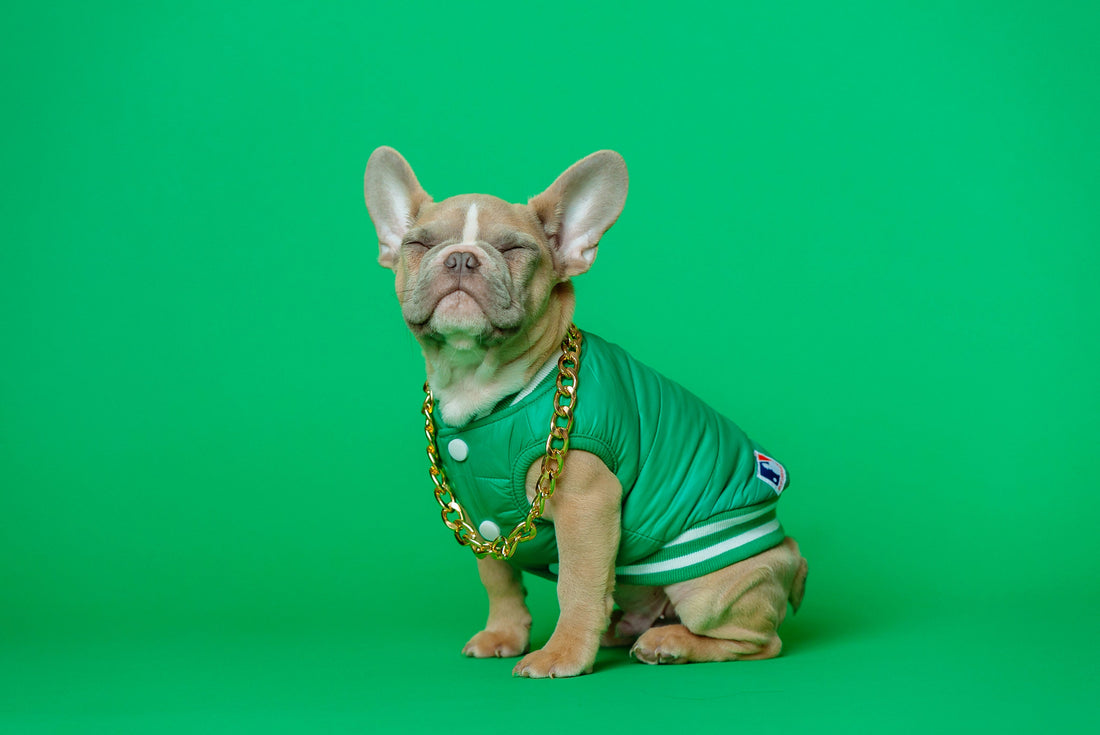 Dog Clothing: Fashion Meets Function 👕🐩