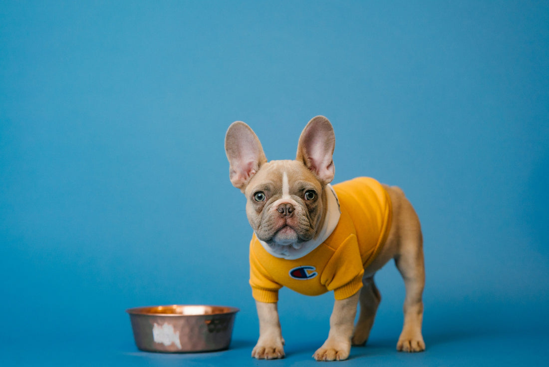 A Beginner's Guide to Puppy Nutrition