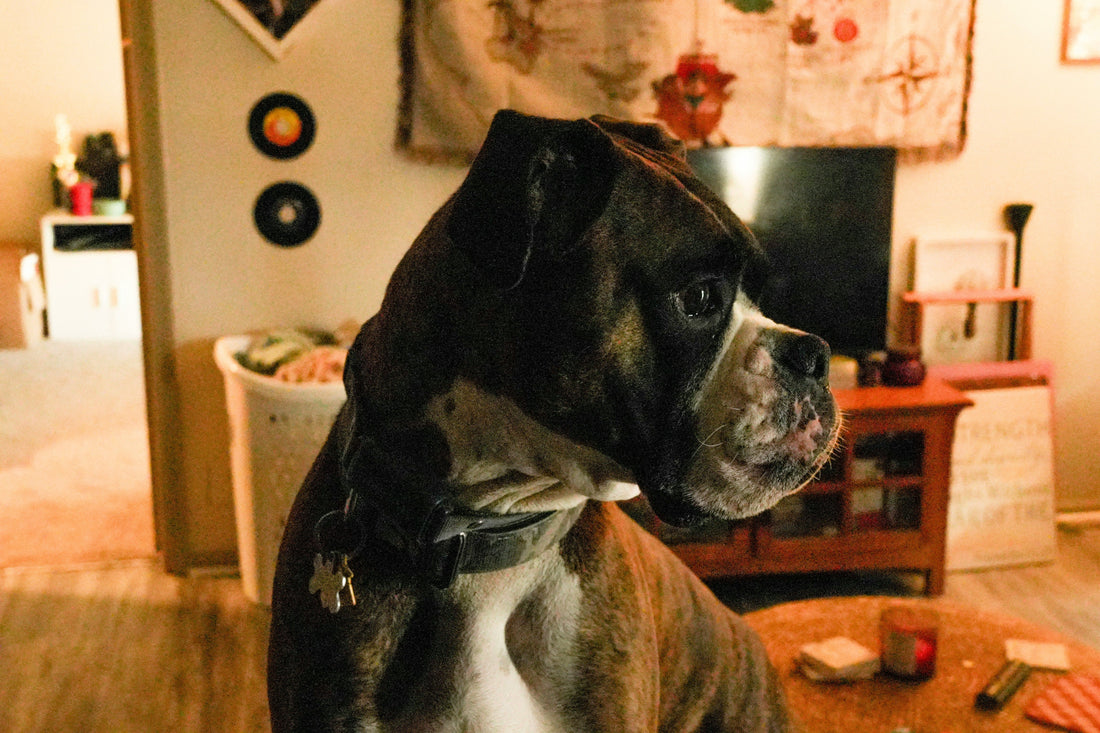 How to Build Better Daily Routines for Pets