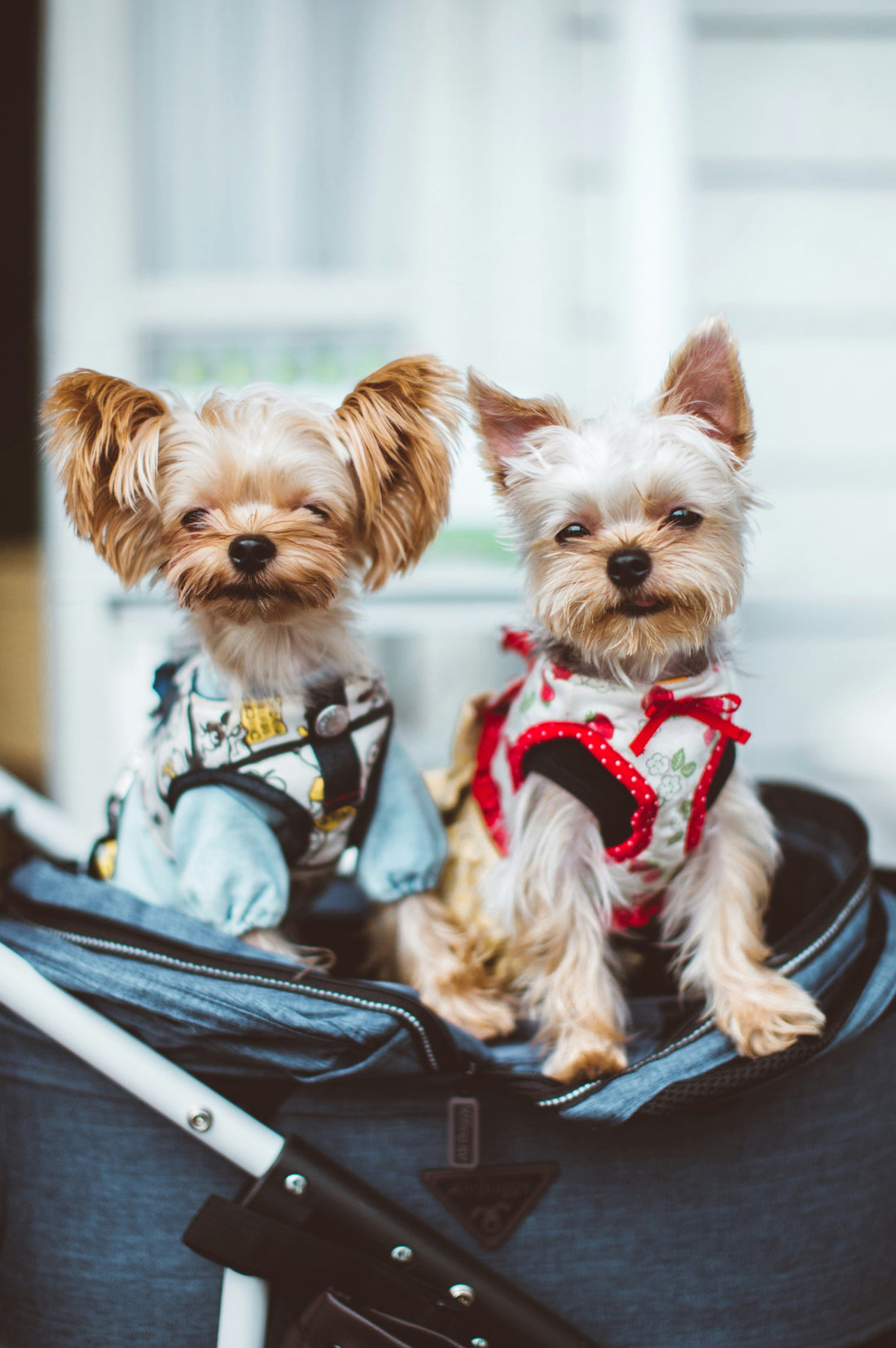How to Reduce Dog Anxiety During Travel