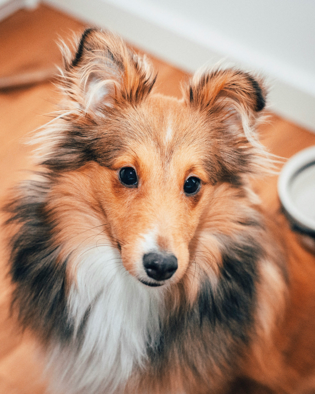 Essential Supplies Every New Dog Owner Needs