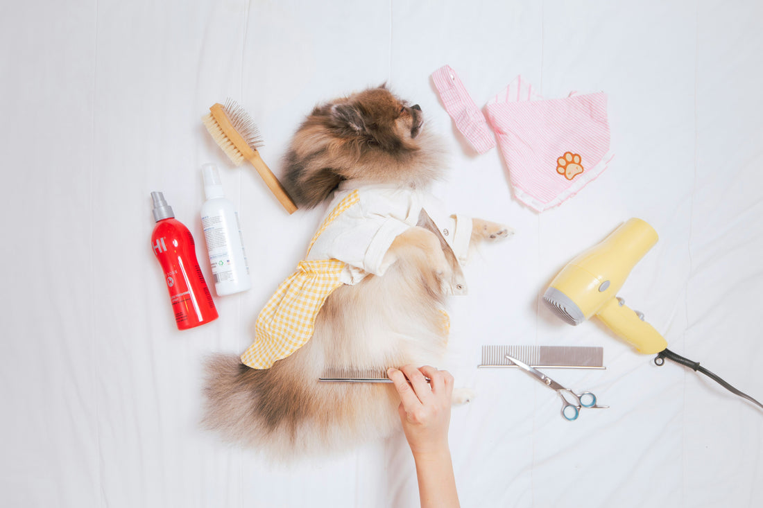 10 Must-Have Pet Accessories for Spring Walks