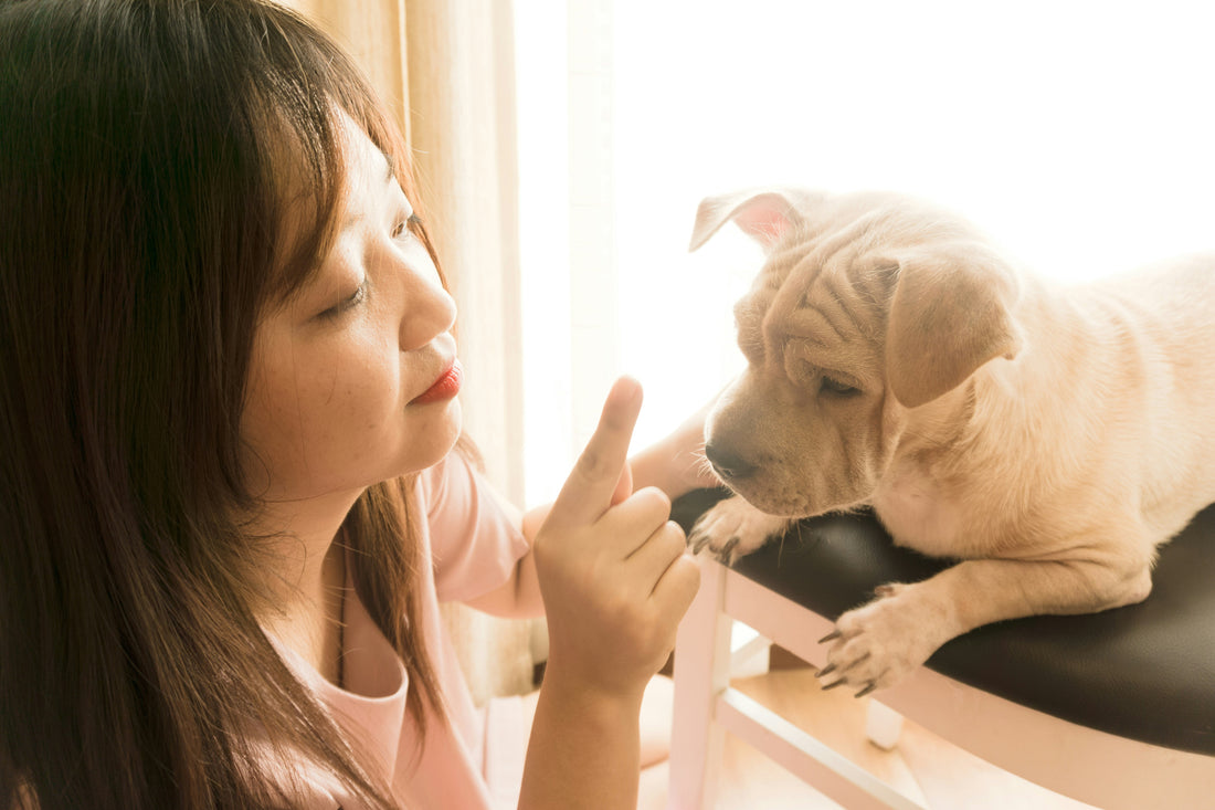 Best Pet Toys for Small Apartments