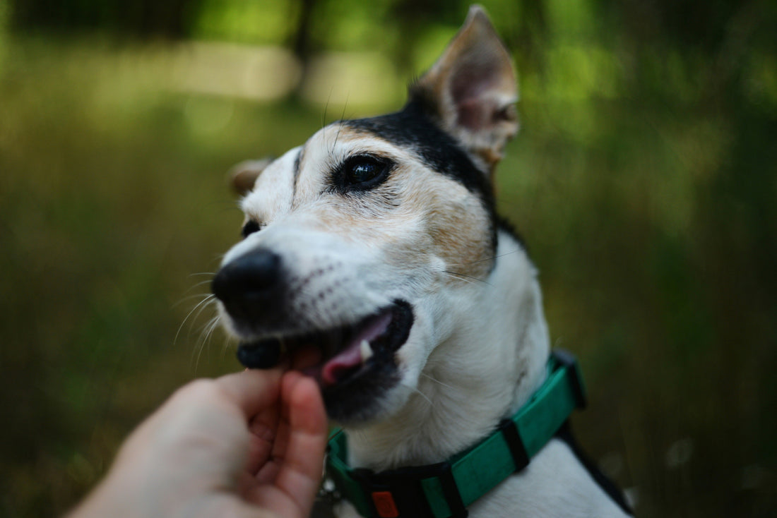 Low-Calorie Treats for Weight Control Pets