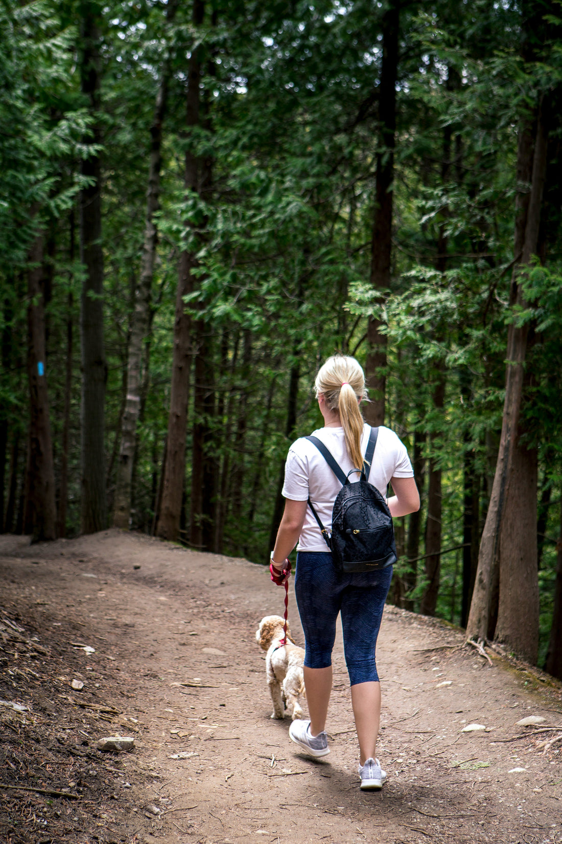 Camping with Dogs: Safety and Comfort Tips