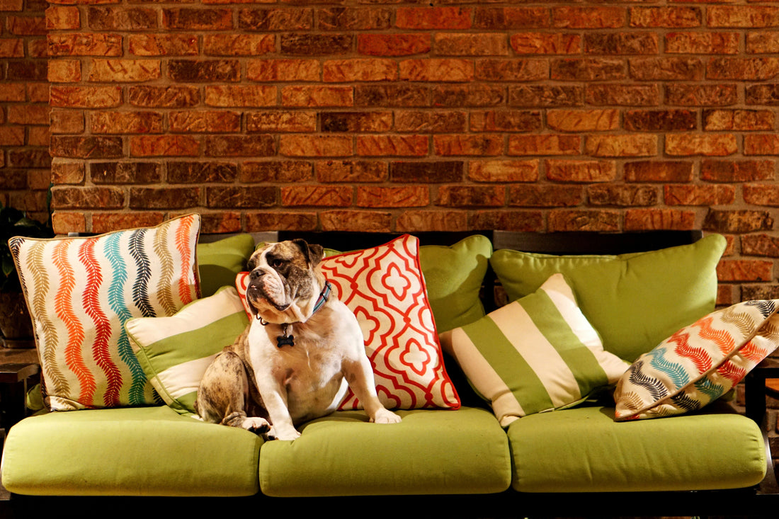 Creating a Better Everyday Life for Dogs — The UrbanTails Way