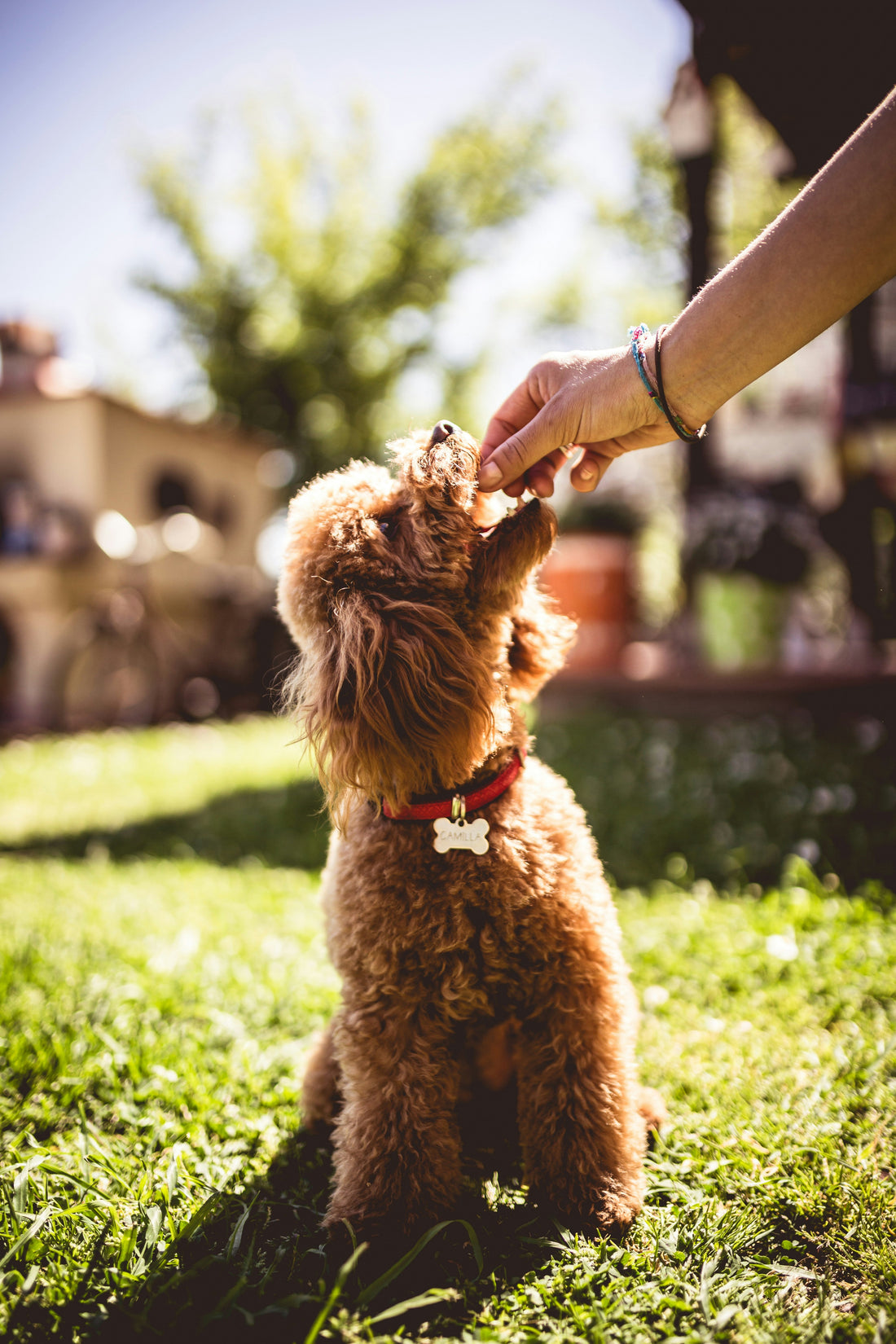 How to Make Your Pet Love Healthy Treats
