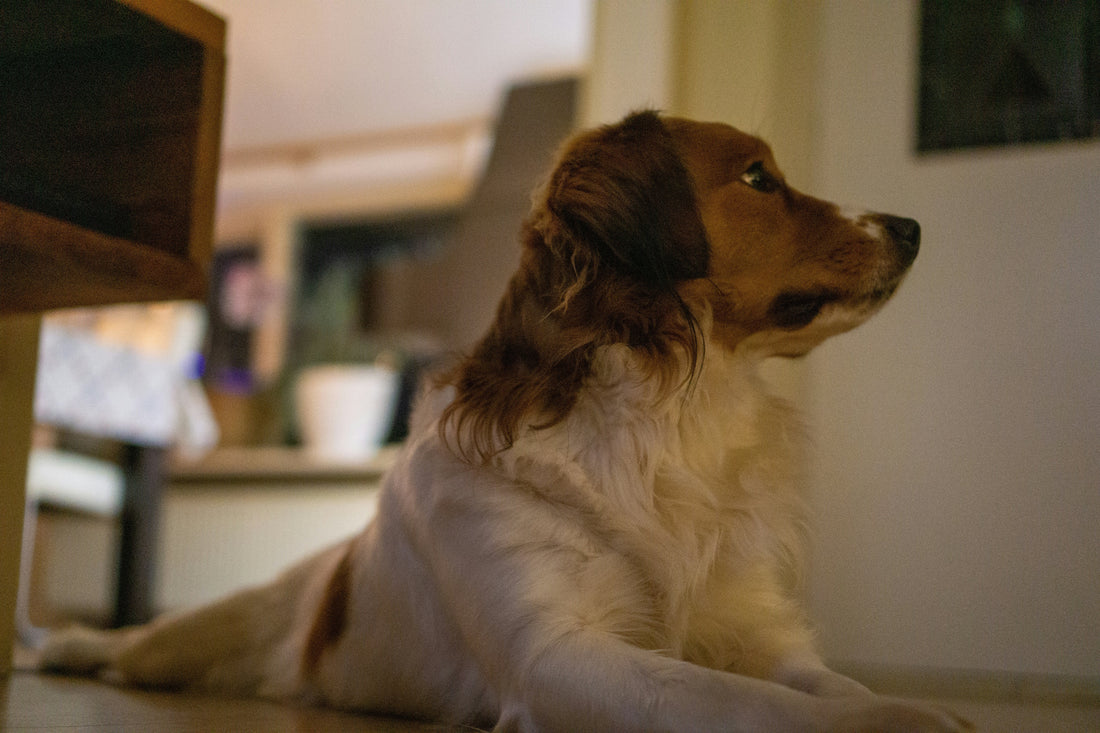 Best Travel Accessories for Dogs on the Go