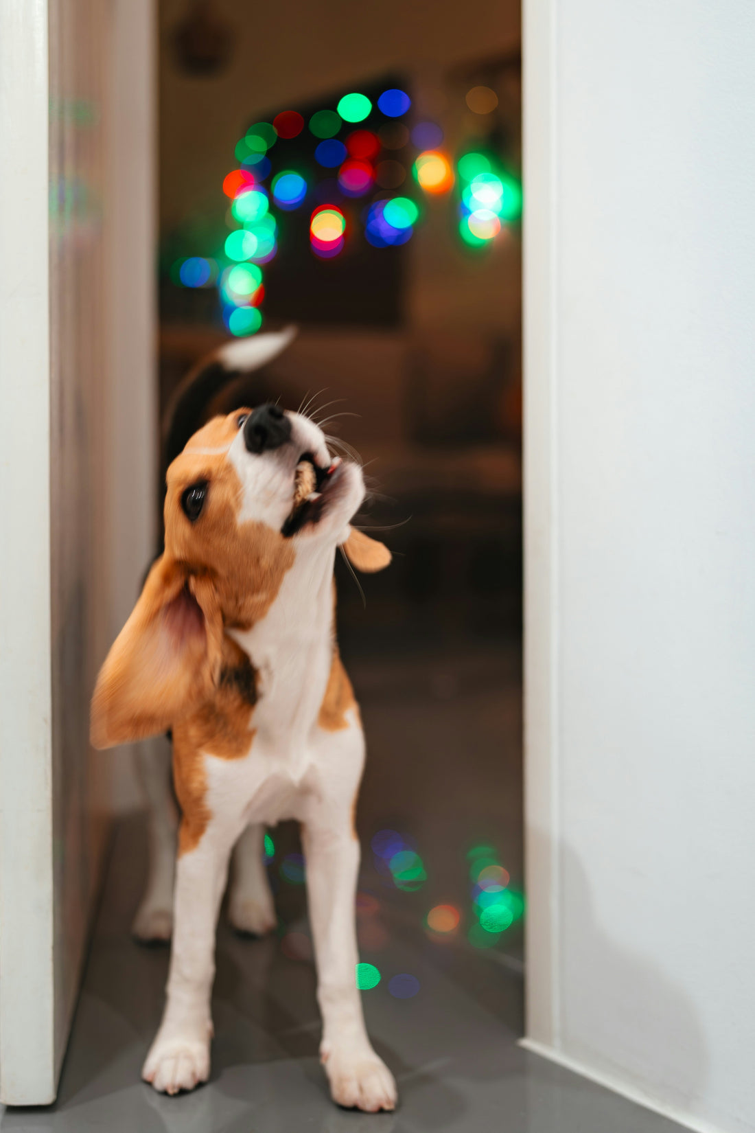 How to Prevent Boredom in Indoor Cats