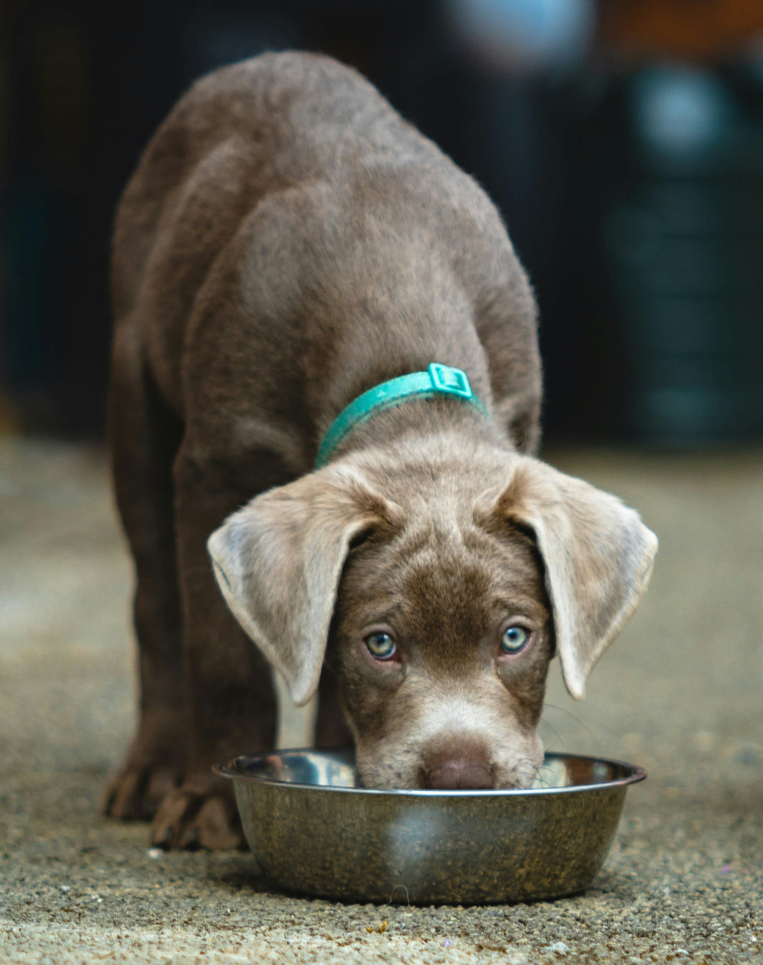 Common Household Items That Can Harm Dogs