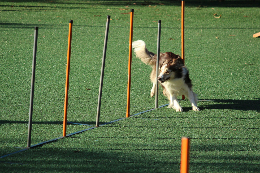 Training Clickers: The Power of Positive Reinforcement 🐕🎯