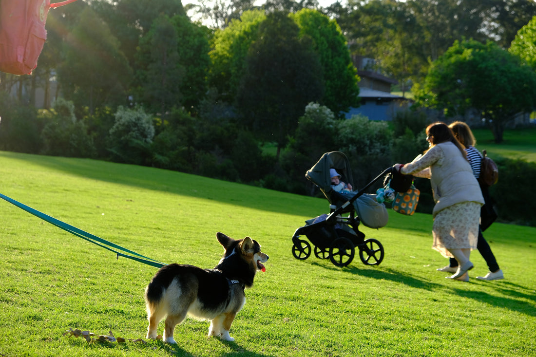 Eco-Friendly Dog Care: Sustainable Choices for Conscious Owners