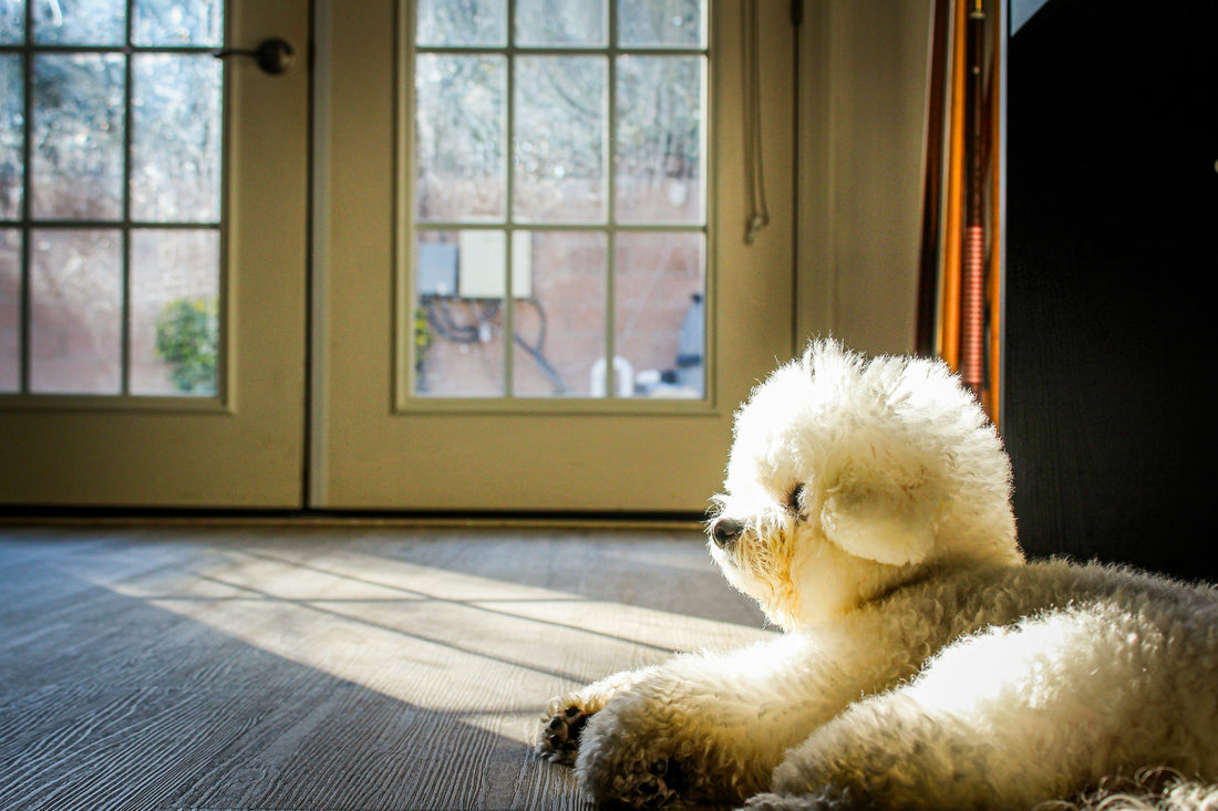 Best Eco-Friendly Pet Products for Conscious Pet Owners
