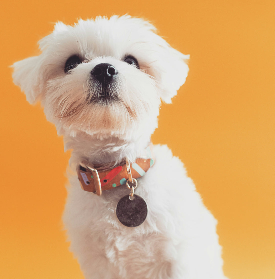 Essential Pet Grooming Tools for Shedding Season