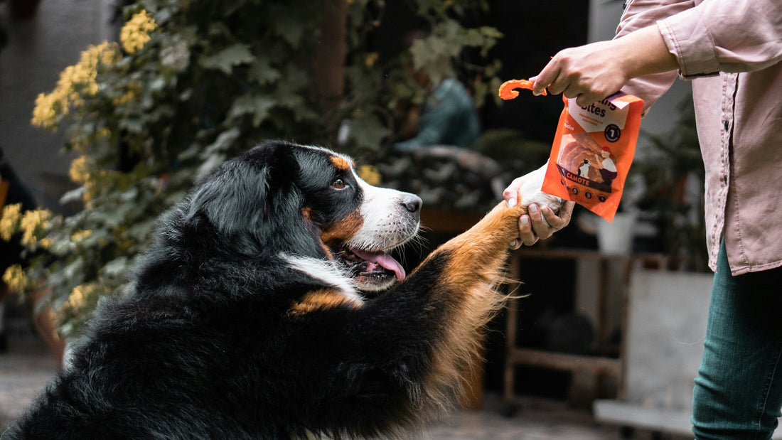 Indoor Activities for Rainy Days With Your Dog