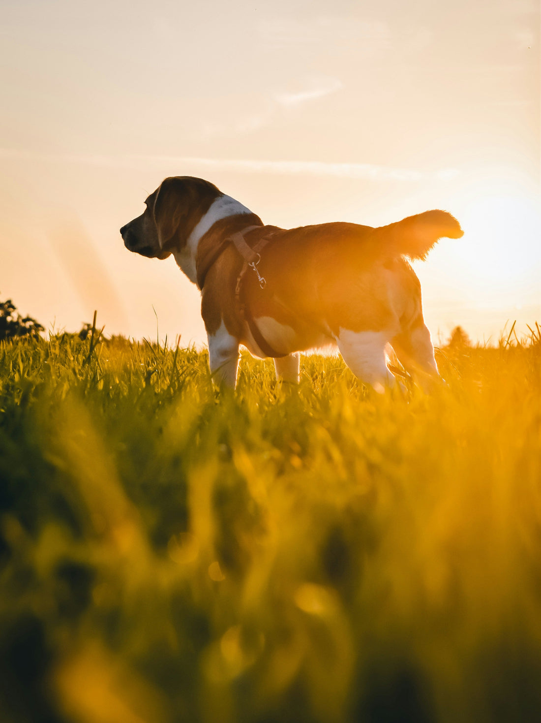 Natural Grooming in 2026: Gentle Care for Sensitive Skin