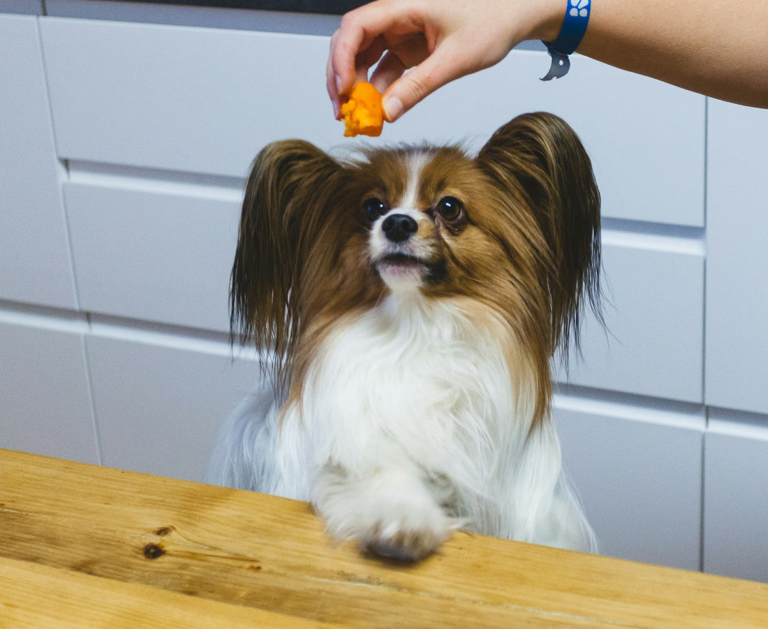 Healthy Training Treats That Work Fast