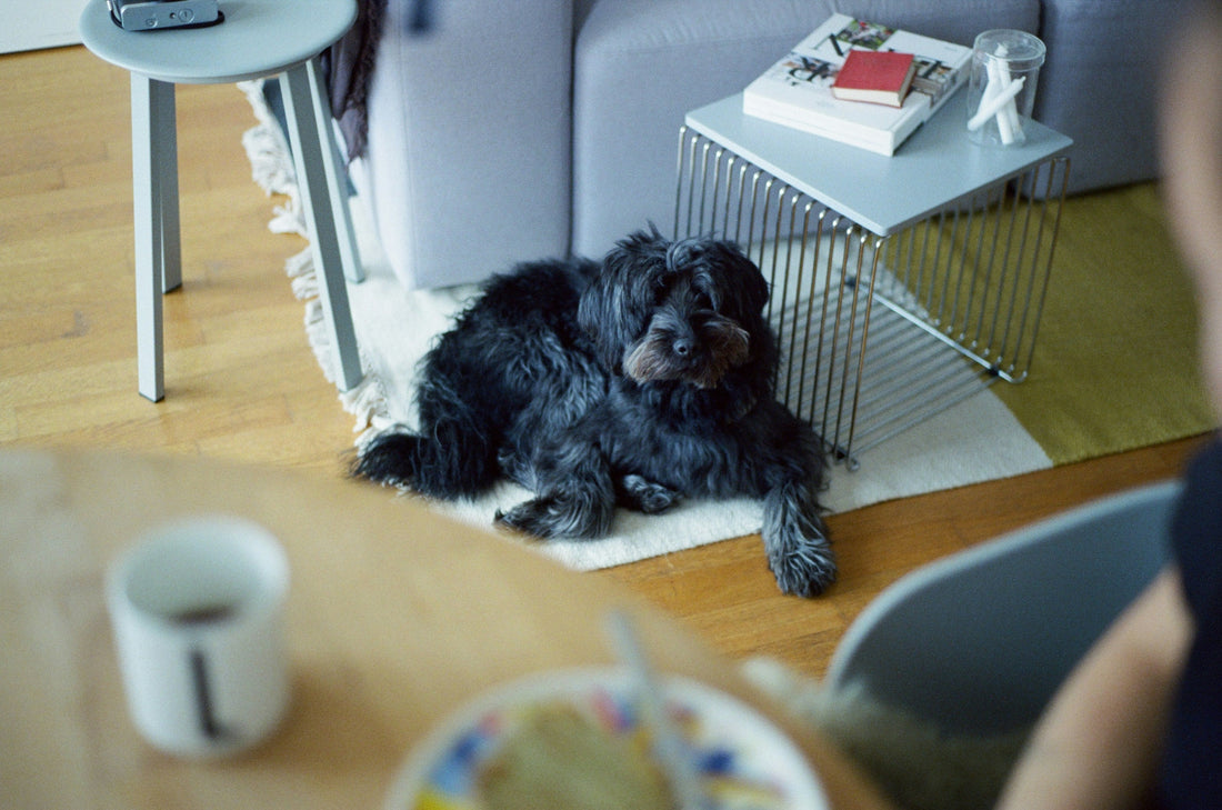 The Benefits of Slow Feed Bowls for Dogs