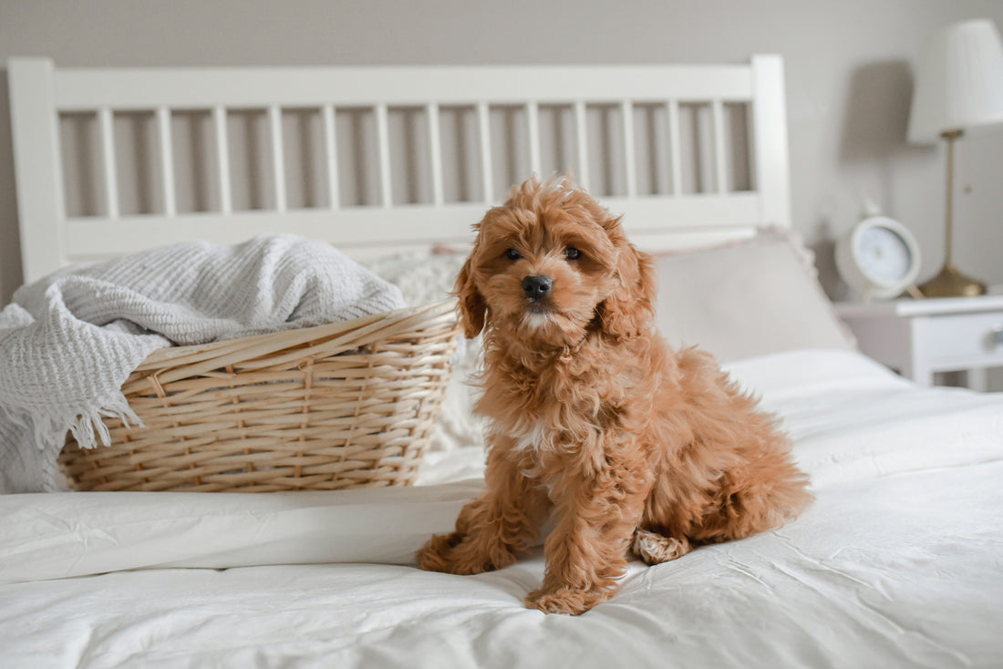 What Makes a Dog Product Truly Premium