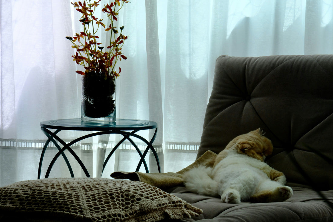 Daily Routines That Make Dogs Feel Safe and Relaxed