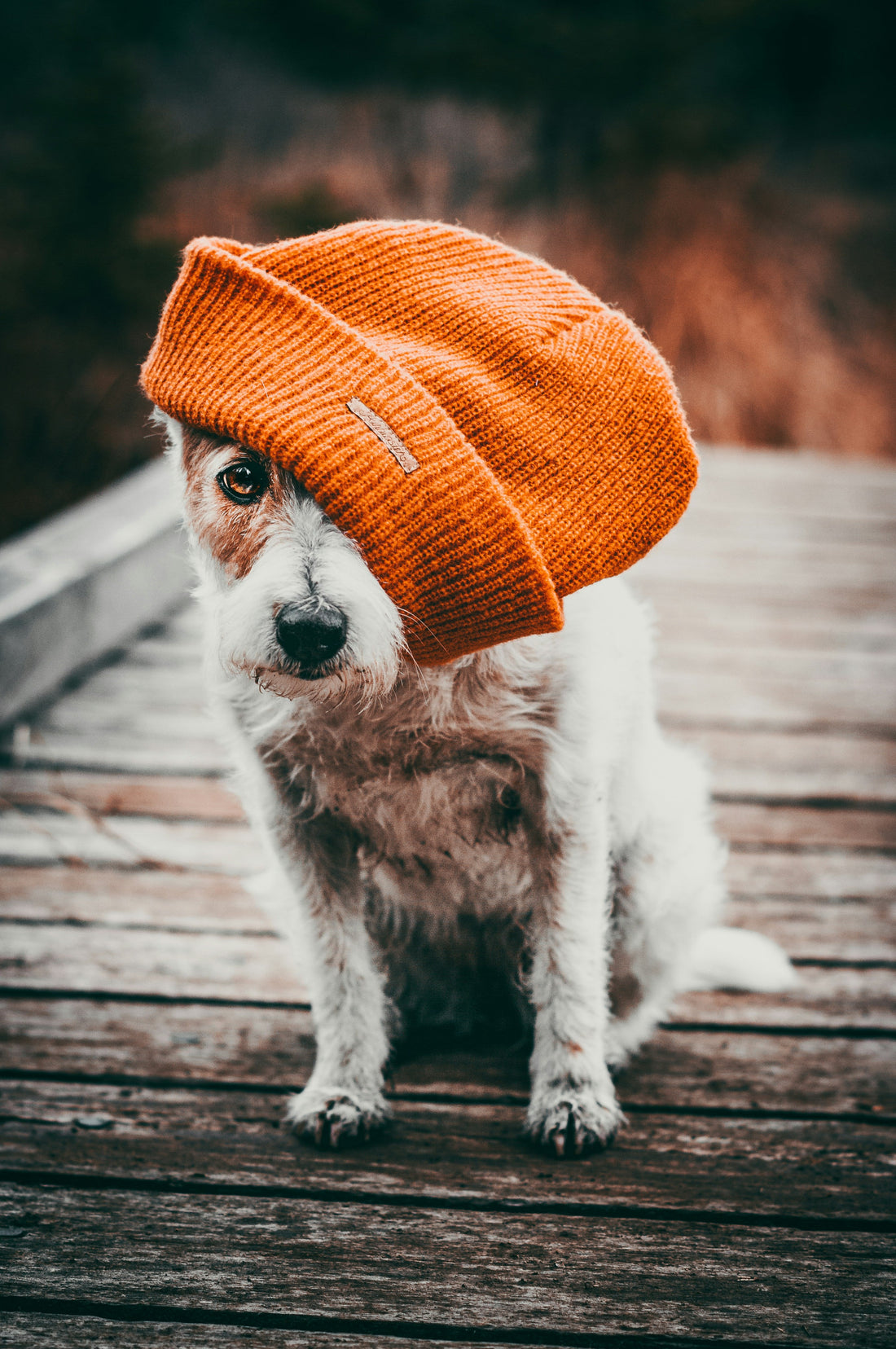 Best Portable Water Bottles for Dogs