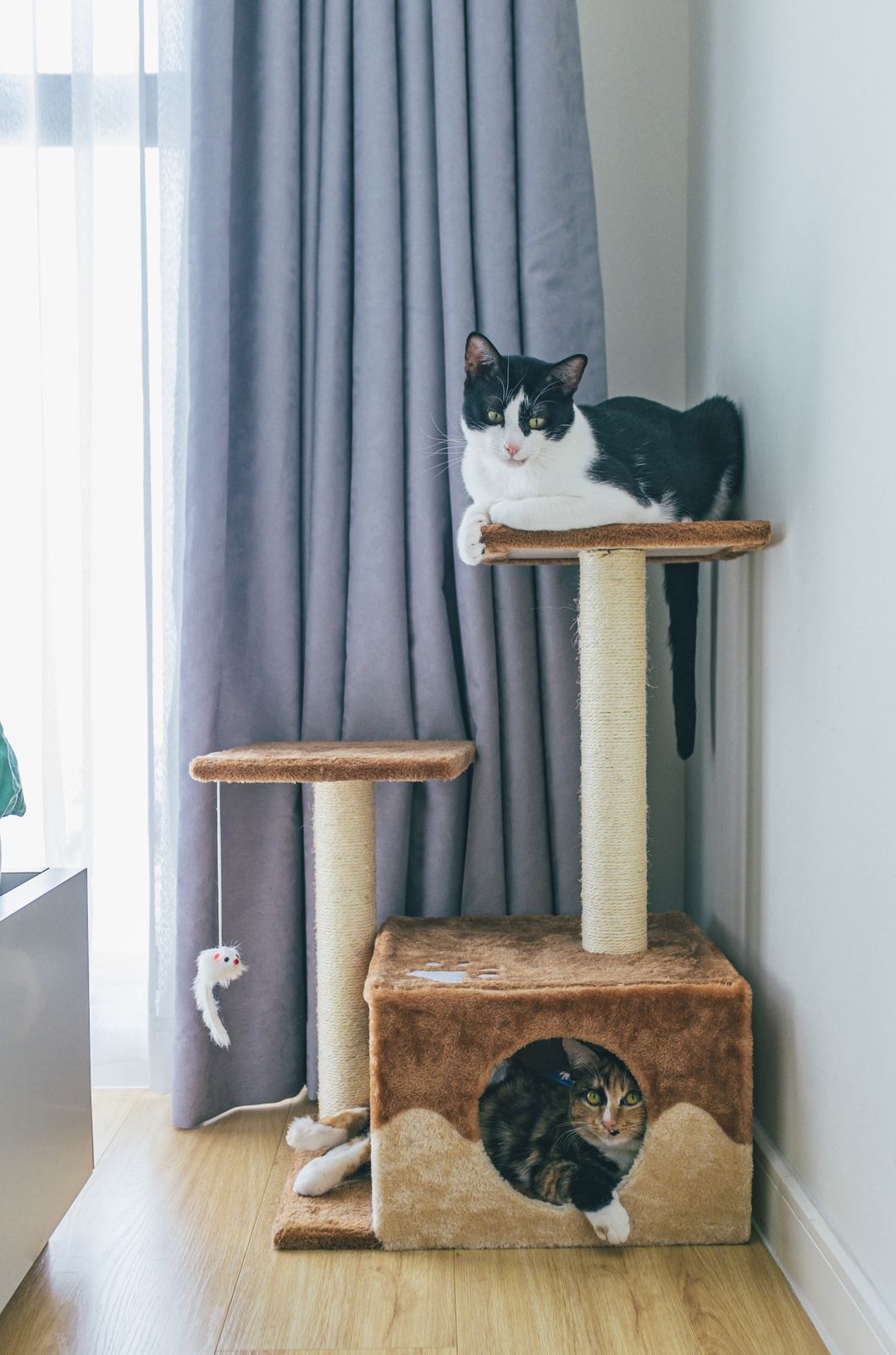 Cat Tree vs Wall Shelves: Which Fits Your Home