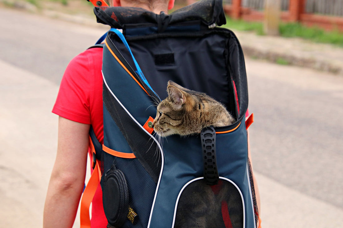 Soft-Sided Cat Carrier Buying Guide: Comfort for the Vet Visit