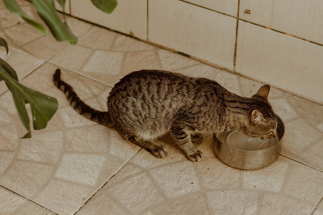 Pet Water Fountain Buying Guide: Capacity vs Noise vs Filter Cost