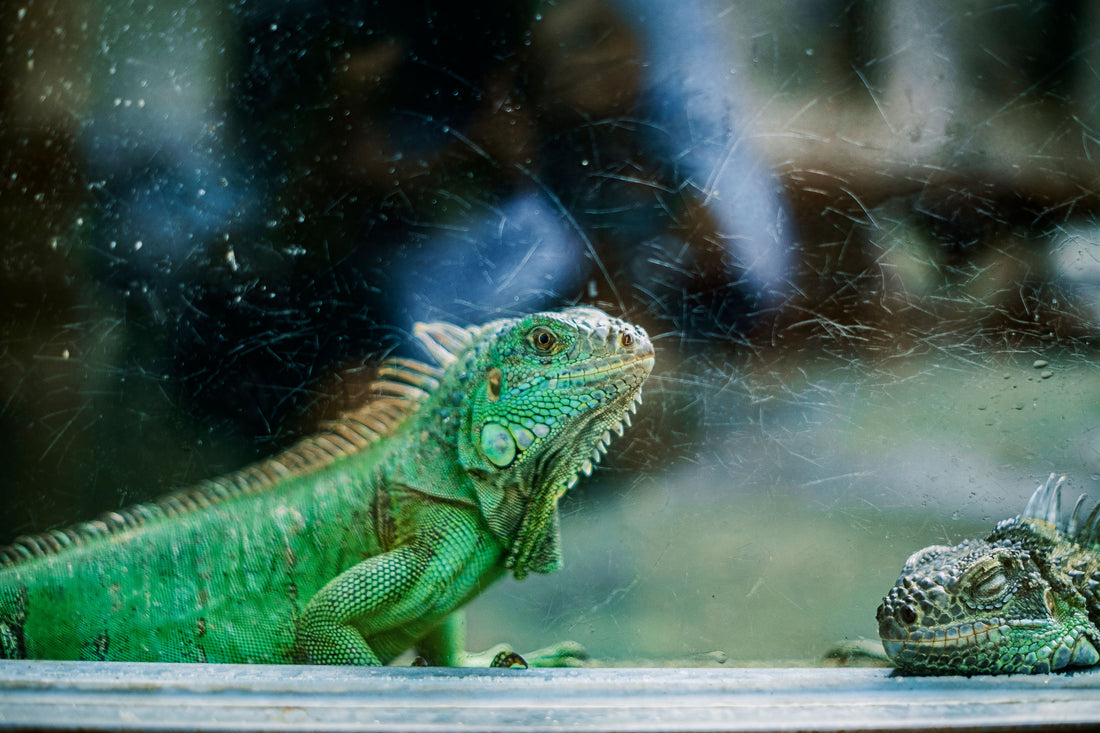 Two iguanas resting behind the glass wall of a terrarium enclosure