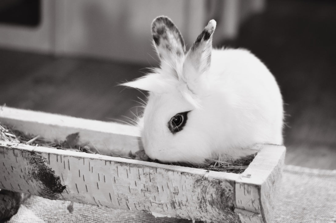 Hay Feeder and Water Bottle Combo: Solving the Daily Rabbit Care Routine